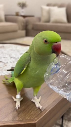 487K views · 6K reactions | Green Parrots Female Talking #Mashallah #parrots #reel #reels #ringneckparrot #fb | budgies Parrots Bajri | Facebook