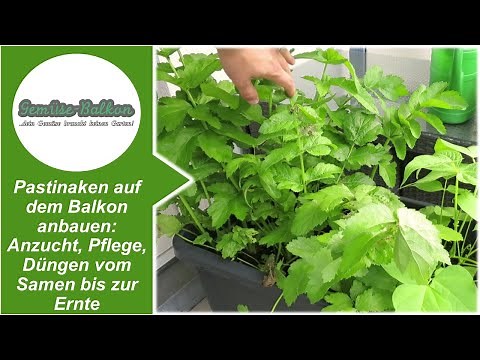 Pastinaken auf dem Balkon anbauen: Anzucht 🌱, Pflege, Düngen vom Samen bis zur Ernte