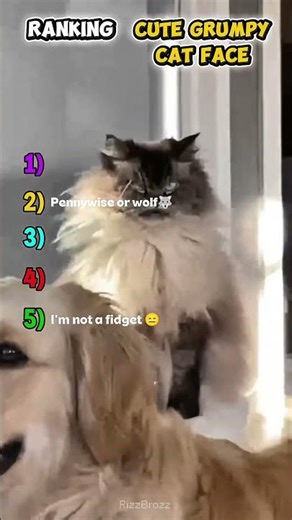🫩Ranking cute grumpy cat faces🫩#popular #funny #rankingshorts #trending #memes #comedy #cat #fyp #1m