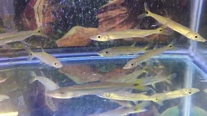 3.3K views · 38 reactions | Yellow Tail Barracuda (Acestrorhynchus...