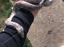 Female corn snake ghost corn - £30