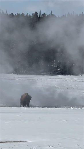 WOW! Bison Rolling in a Hot Spring 🦬 | Yellowstone Moment + Song by Amy Barnhart