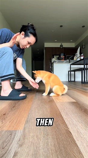 How much do you know about Shiba inu #labrador #dog #pets #shibainu #puppy #animals #doglife