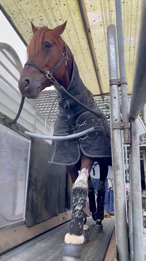 61K views · 820 reactions | HOOKER BERRY ✨ sous toutes les coutures sur le tapis d’entraînement  | ParisTurf | Facebook