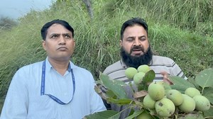 62K views · 1.1K reactions | 2nd high yield walnut Thanks M K Verma sb scientist Wasim Hassan raja sb | Chenab Valley Farming | Facebook