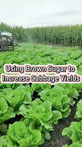 83K views · 3.1K reactions | Use Brown Sugar tp Increase Cabbage Yields | Garden and Planting Tips | Facebook