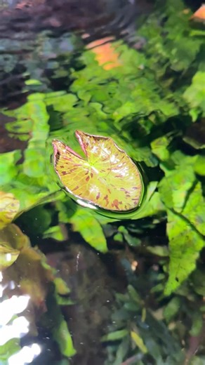 2.2K views · 51 reactions | I get way too excited when my Tiger Lotus throws a new lily pad 朗 #lotus #lilypad #lily #dakuaquatics #fishkeeping #aquarium #aquariumhobby #fish #aquascape #freshwateraquarium #aquariumfish #plantedtank #aquariums #tropicalfish #fishkeeper #aquascaping #aquariumlife #plantedaquarium #nanofish #aquariumsofinstagram #freshwaterfish #freshwatertank #aquascaper #natureaquarium #freshwater #fishofinstagram #nature #nanotank #fishroom | Daku Aquatics | Facebook