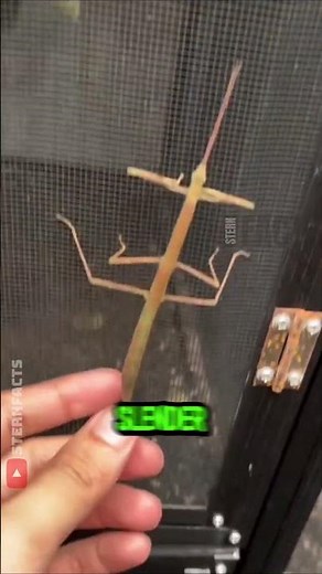 This Insect Looks Exactly Like a Stick 😱🌿