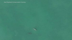Drone footage reveals the vaquita is not yet extinct