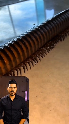 الدودة العملاقة شاهد حجمها