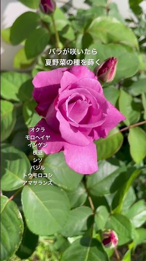 🌹バラが咲いたら、夏野菜を蒔け｜自然が教える種まきの合図