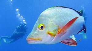Premier avril oblige, avez-vous retrouvé tous les poissons de nos antennes? - RTBF Actus