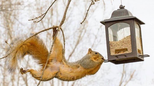 6 BEST Squirrel-Proof Bird Feeders [That Work in 2026]