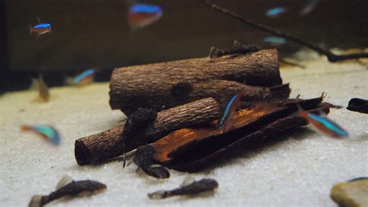 154 reactions | We've been barking up the RIGHT tree!  Fluval Tropical Almond Bark - offered in a convenient 3-pack format - adds a natural, amber-stained look to your aquarium and helps to establish ideal water conditions! LEARN MORE: https://fluvalaquatics.com/us/shop/product/betta-tropical-almond-bark-3-pack | Fluval | Facebook