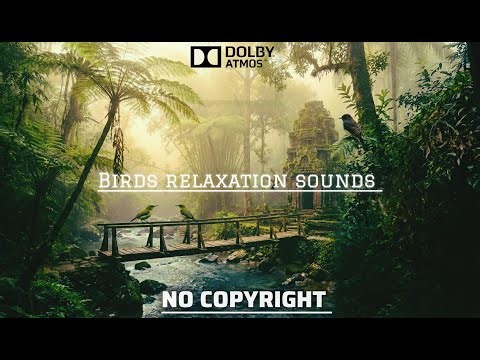🎧 8D Birds Chirping: 360° Forest Soundscape (Dolby Atmos)