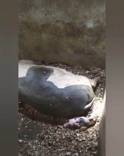 Parto de una marrana primeriza