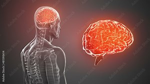 Revolving body with visible brain and skeleton