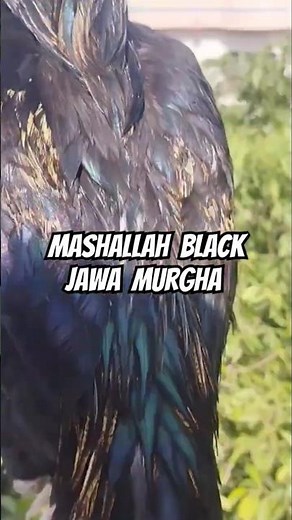 black Java Murga |Aseel Murga |Aseel |Aseel murga shorts |#chicken#birds #aseel#aseelmurga#javaaseel