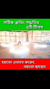 five tips of correct brooding system. #brooding #chicks #viralvideochallenge #viralreelsシ #trendingvideo @floeer | DeloWar Entrepreneur