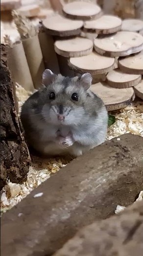 Scared Hamster Sound #hamster #hamstersound #scaredhamster #pets