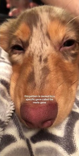 What is a dapple dachshund? What does dapple or merle mean? #dachshund #dappledachshund #dapple