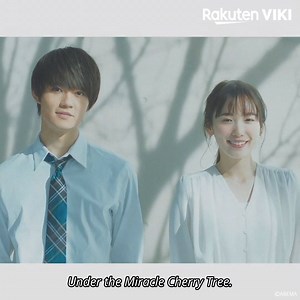 101K views · 2.7K reactions | Itoyo Marie and Hano Hayato star in the tale of two childhood friends separated by death – and miraculously reunited as cherry trees inexplicably begin blossoming out of season.  Catch the 7/3 premiere of Under the Miracle Cherry Tree – on Viki: https://bit.ly/UndertheMiracleCherryTree | Viki | Facebook