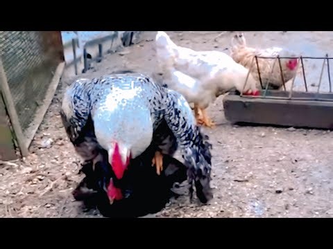 Chicken Mating Process | How Chickens Mate Naturally (Educational Video)