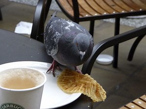 Descriptive psychology - Alchetron, The Free Social Encyclopedia