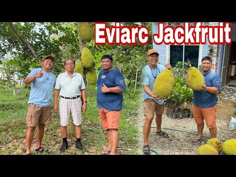 Eviarc Sweet Jackfruit Abuyog Leyte- Must Watch