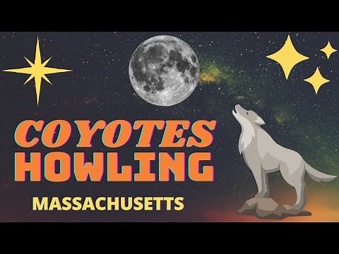 Coyotes - Coywolf Howling from my backyard - New England Wildlife