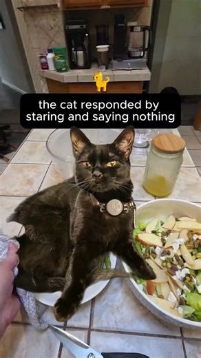Google Cat Assistant