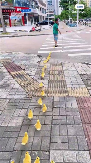 帶鴨子過斑馬線！人類小孩開路，一群小黃鴨乖乖尾隨，主打一個全員跟隊不掉隊！ #可愛瞬間