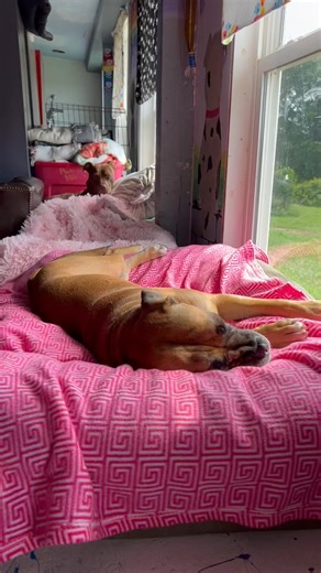 These adorable boys Paxton & Bull Grizzly are sooo ready for bed! Find out more info on them and apply to foster or adopt on our website alwaysandfurever.org | Always & Furever Midwest Animal Sanctuary