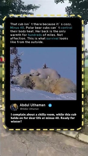 This Polar Bear Baby Is Clinging For DEAR LIFE! 🐻 #Nature #Wildlife #Shorts