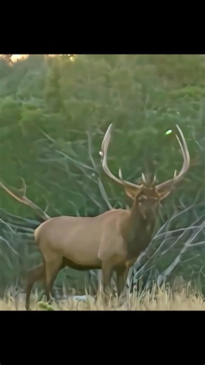 elk 🫎 super bow hunting #ElkHunting#BowHunting#ArcheryHunting#ElkSeason