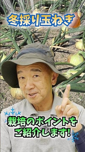 家庭菜園や農園のタマネギ栽培で冬採りホームタマネギの秘訣！植え付けのコツとタマネギの育て方！【農家直伝】#shorts