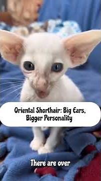 Oriental Shorthair Big Ears Bigger Personality