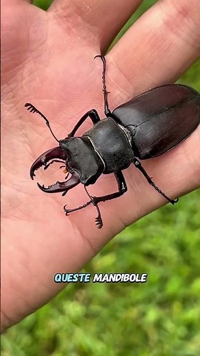 The STAG KITE, the largest beetle in Europe🪲 | Lucanus cervus