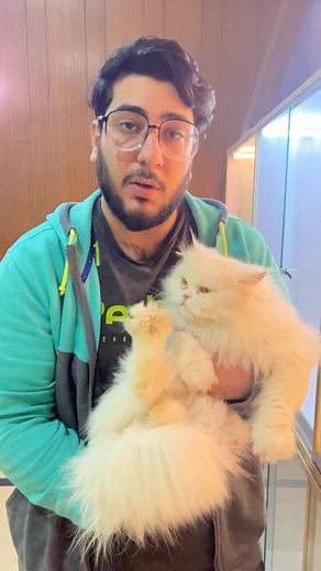 37 reactions · 17 comments | 3 Tips to help your Cat live a long and healthy Life. #cats #kitten #catsofinstagram #meow #catlife #catlover | Chubby Meows | Facebook