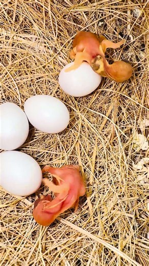 Gouldian Finch Eggs Hatching | Day 1 Nest Update 🐥 #nature #birds #forest #jungle #wildlife