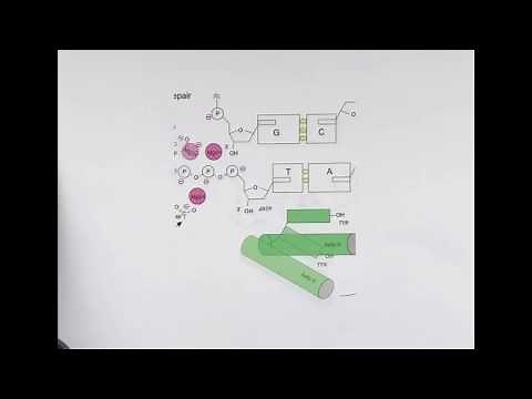 Exam 4.4.2 DNA polymerase mechanism