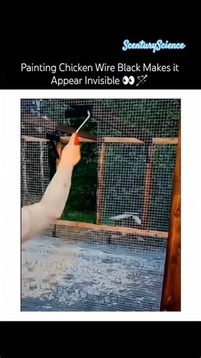 Invisible Paint!? Painting Chicken Wire Black Makes it Appear Invisible 👀🪄 #science #magic