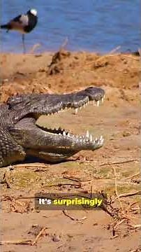 From Hiss to Kiss The Secret Love Life of Crocodiles