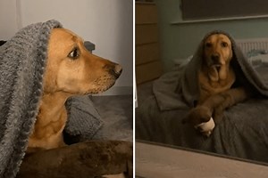 Hysterics as Labrador retriever growls at reflection: "It's just you"