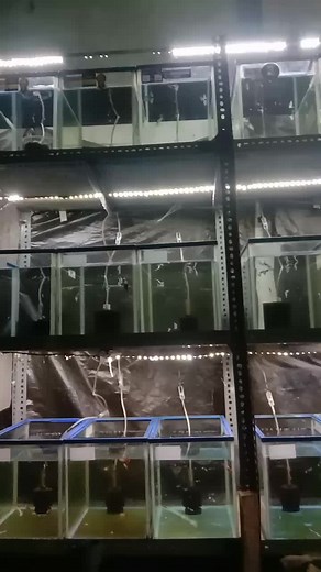Ars guppy Farm #guppy #farm #fyp