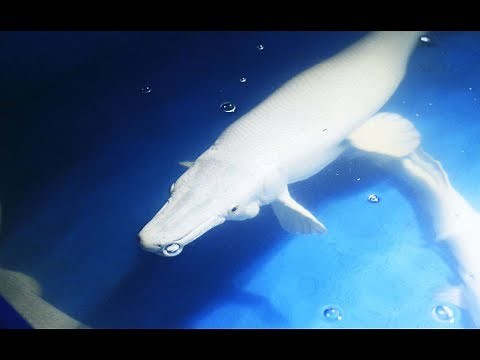Platinum alligator gar breeding timeline / 플래티넘 엘리게이터가아 번식기