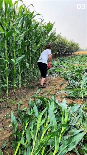 Corn stalks fall, red gloves steady—morning labor in dry cracked soil