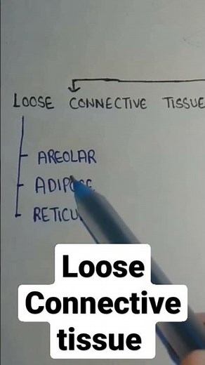 loose connective tissue | types of loose connective tissue | connective tissue classification