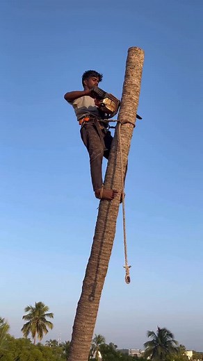 13K views · 1.1K reactions | 8610339350 tree cutter | Tree Cutter Suyambu | Facebook