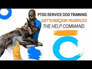 PTSD Service Dog Training : With Belgian Malinois Learning How To Show Affection On Command..